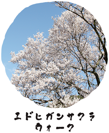 エドヒガンサクラウォーク